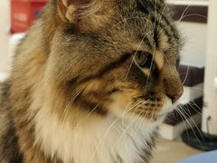 -COLOR PETS 撸猫馆·购猫·猫咖(长风大悦城店)
