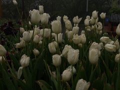 -南山植物园