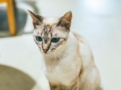 -藏猫猫咖啡主题馆(中央大道店)