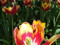 -长春公园(普阳街道)