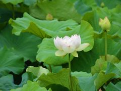 -荷塘月色湿地公园·向阳花洲