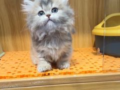 -欣宠猫屋·矮脚拿破仑·蓝金金渐层