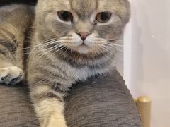 -猫咪派对(江南西店)