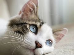 -重庆市奥林匹克体育中心-游泳跳水馆