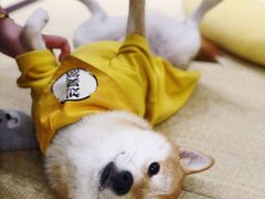 -逗柴咖啡屋·狗咖猫咖宠物桌游