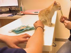 -全心全意连锁动物医院·微创中心·内科急重症·心脏专科(丰管路店)