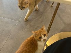 -飞行喵MR PILOT|猫舍·猫咖(静安大融城店)