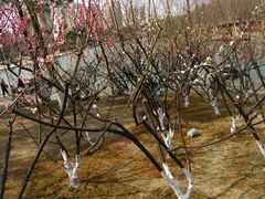 -白塘生态植物园