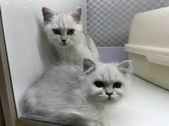 -喵的天空名猫咖啡馆·撸猫·猫舍·用品