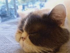 -平行世界·猫咖(首经贸店)