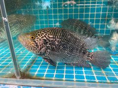 -石岐乳鸽村(南海第三分店)