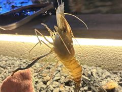 -DGE季风钓虾营地·团建·聚会