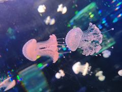 -正佳极地海洋世界