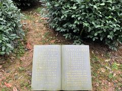 -十八棵（老龙井）御茶园(老龙井店)
