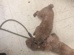 -米苏动物医院·犬猫专科·骨科外科内窥镜