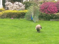 -J Create城市露营咖啡·简餐·宠物(上海动物园店)