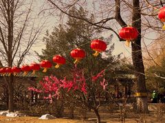 -莲花池公园