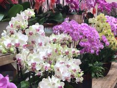 -双季花艺园艺市场(浦东店)