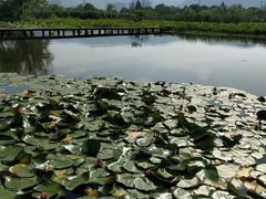 -长兴太湖图影湿地文化园