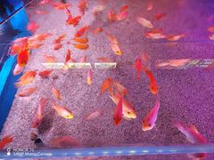 -顺德南宏海立方海洋公园