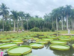-中国科学院西双版纳热带植物园