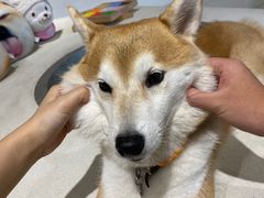 -柴务处·柴犬主题狗咖