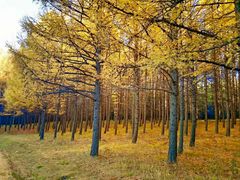 -塞罕坝国家级自然保护区