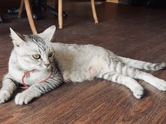 -猫岛主趣味餐厅(鼓浪屿店)