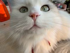 -美联众合动物医院·24h京西诊疗中心