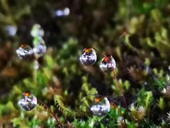 -西岭雪山大飞水景区