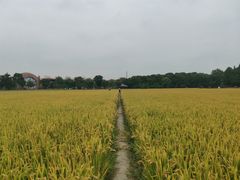 -广富林郊野公园