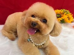 -1013 PET SHOP精品宠物商店(丁香店)