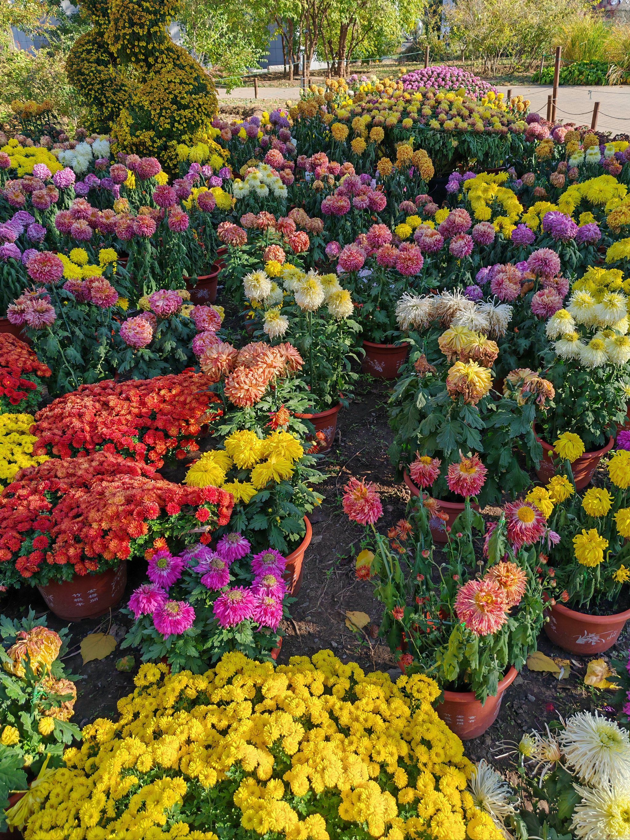 如果只看一次菊花展,那我一定去国家植物园北园