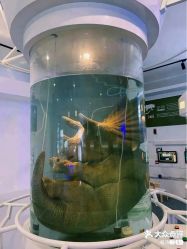 -恐龙探索乐园(磁器口店)