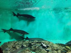 -太平洋海底世界