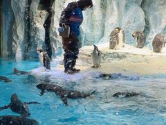 -帝企鹅自助餐厅•儿童岛•真企鹅(长隆企鹅酒店)