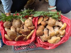 -云南木水花野生菌交易中心