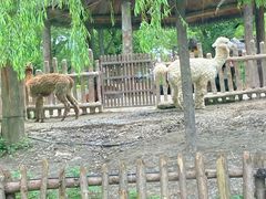 -上海野生动物园