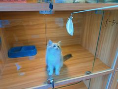 -猫十亿·布偶金渐层·曼基康矮脚猫舍(青年路店)