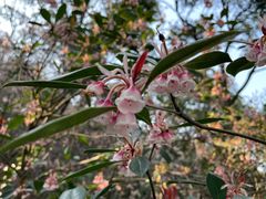 -梧桐山风景名胜区