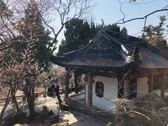 -香雪海