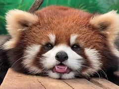 -成都大熊猫繁育研究基地