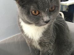 -喵的天空名猫咖啡馆·撸猫·猫舍·用品