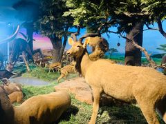 -国家自然博物馆