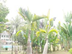 -中国科学院西双版纳热带植物园