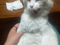 -老九圆山西面馆(CBD店)