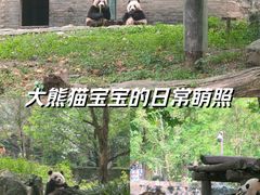 -都江堰中华大熊猫苑