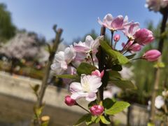 -海棠花溪(元大都城垣遗址公园)