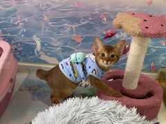 -糯米喵星人总部直营旗舰店·猫舍·幼猫出售
