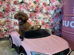 -百好乐宠物友好餐厅(朝外大街店)